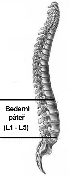 Bederní pátěř (L1-L5) | onefit.cz