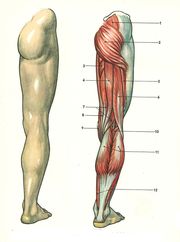 Anatomie lýtkových svalů | onefit.cz
