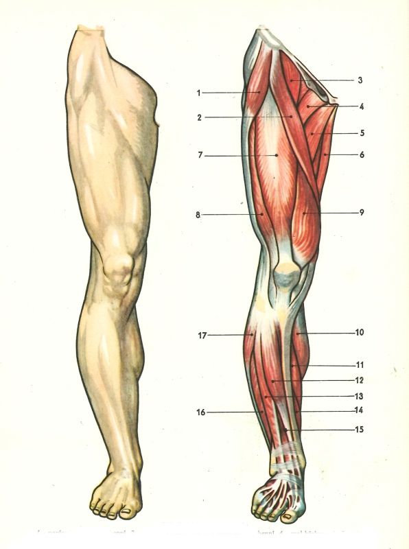 Anatomie lýtkových svalů | onefit.cz