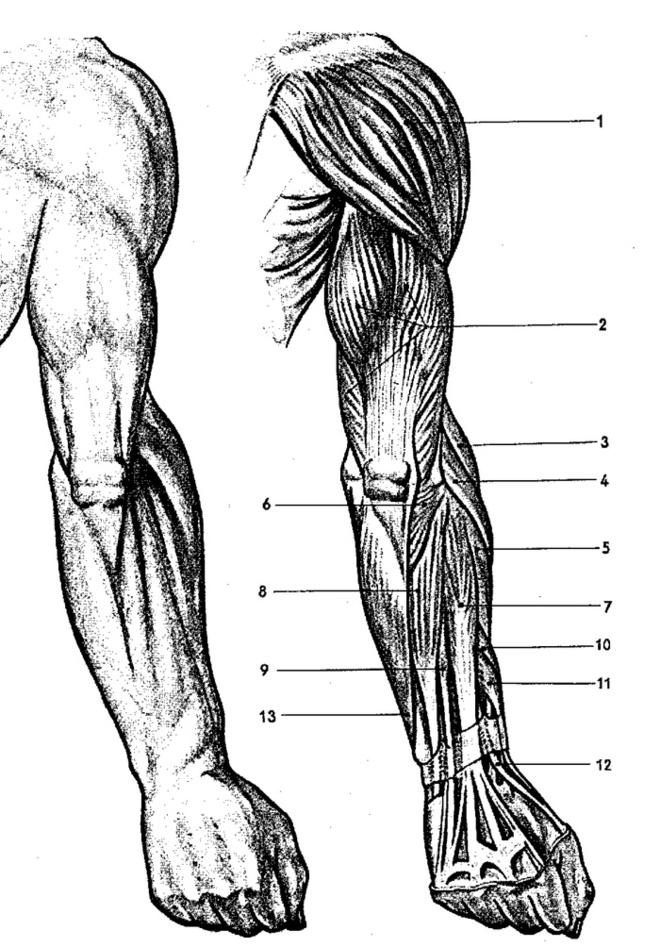 Cviky na tricepsy - anatomie horní končetiny ze zadního pohledu | onefit.cz